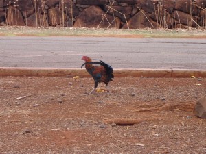 Roosters in Kauai, Hawaii